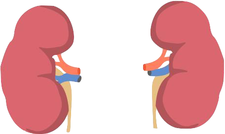 kidney
